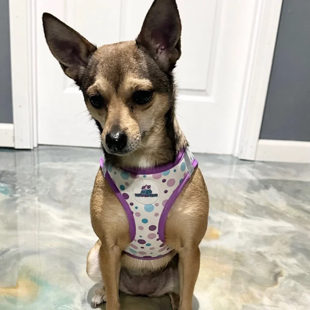 NEW Purple Pet Harness Set | XS–XL | Fast 24-Hour Shipping | Jazzy Pet Paws - Picture 6 of 10